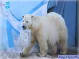 بازی خرس قطبی ماده با توله اش 