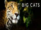 سریال مستند گربه های بزرگ Big Cats - قسمت 1