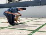 صحبتهای یک آموزش دهنده برای تربیت سگها