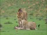 شکار بچه آهو کوچولو توسط شیر ها