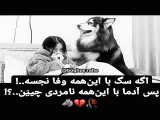 ویدیو زیبایی از وفای سگ