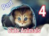 Cute Animals _ part 4 / حیوانات جذاب_ پارت 4