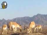 تولد اولین گورخر در پارک ملی کویر مرکزی
