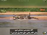شکار حرفه ای تمساح توسط پلنگ