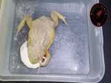 پخش زنده خوردن شدن موش سفید توسط قورباغه گاوی چاق