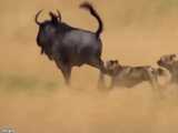 صحنه های بسیار جالب از شکار تیز شاخ زرافه خرس و..حیوان دیگر توسط شیر چیتا گرگ