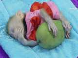 خوابیدن بچه میمون - یک خواب سبک زیبا با انبه!
