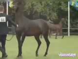 اسب زیبای نژاد عرب به نام مرواردی دل مار
