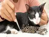 نجات دادن گربه سیاه از کنه های مزاحم