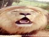 صدای شیر «The sound of a lion»