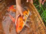 صید انواع ماهی های رنگارنگ کوی قرمز - ماهیگیری