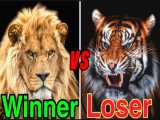 شکست ببر در برابر شیر Lion vs tiger