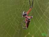 صحنه ای بسیار جالب و دیدنی از شکار عنکبوت توسط آفتاب پرست