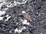 صحنه های جالب از شکار شیر کوهی گربه وحشی و گرگ
