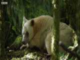 صحنه ای بسیار جالب و دیدنی از روبه رو شدن خرس سفید با خرس سیاه