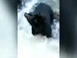 شکار ماهرانه ماهی توسط یک خرس سیاه