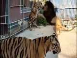 مقایسه قدرت شیر و ببر lion  tiger
