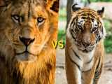 زندگی شیر و ببر lion  tiger