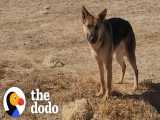 نجات سگ ژرمن شپرد رها شده در بیابان | دودو (قسمت 260)