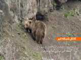 تصاویری تماشایی از خرس ماده به همراه سه توله تازه متولد شده در البرز شمالی