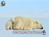آموزش شکار خرس قطبی به بچه هایش