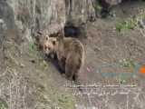 تصاویری از خرس ماده به همراه سه توله تازه متولد شده در البرز شمالی 