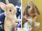 خرگوشهای کیوت و بامزه / تربیت خرگوش با کمک هویج
