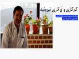 طب سنتی | درمان کم‌کاری و پُرکاری تیروئید