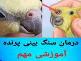 درمان سنگ بینی پرنده