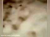 ویدئویی از یک تکه شهاب سنگ که بر زمین برخورد کرده است