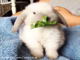 غذا خوردن خرگوش:)