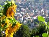 دارابکلا - آفتاب گردان و روستا
