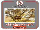6 کلبه درختی زیبای ایرانی