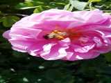 جمع آوری گل زنبور عسل