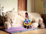 کلیپ حیوانات / بزرگترین گربه دنیا