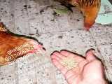مرغ خانگی مرغ بومی تخمگذار
