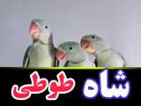 ((شاه طوطی))