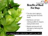 گیاه شناسی : گیاهان دارویی برای سگ‌ ها - قسمت پنجم