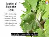 گیاه شناسی : گیاهان دارویی برای سگ‌ ها - قسمت هفتم
