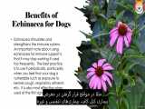 گیاه شناسی : گیاهان دارویی برای سگ‌ ها - قسمت یازدهم