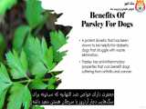 گیاه شناسی : گیاهان دارویی برای سگ‌ ها - قسمت هفدهم