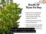 گیاه شناسی : گیاهان دارویی برای سگ‌ ها - قسمت بیست و یکم