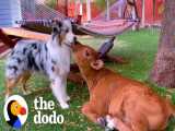 دوستی جالب یک سگ و گوساله | دودو (قسمت 267)
