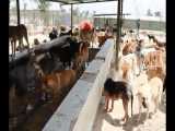 گزارش وضعیت نقاهتگاه سگ های بدون صاحب آرادکوه