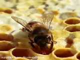 فیلم شهد دادن زنبور