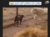 شیرپاکتی ویدیو طنز شماره ۲۵