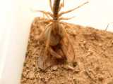 جفت‌گیری عنکبوت شتری غول پیکر مصری نر با جنس ماده |فوق‌العاده تماشایی