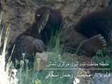 حمله خرس به محیط بان در البرز مرکزی شمالی 