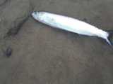 ماهی خارو باله‌سیاه: Chirocentrus dorab