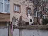 گربه های دوس داشتنی و وحشی شهرمون... اردیبهشت 1400